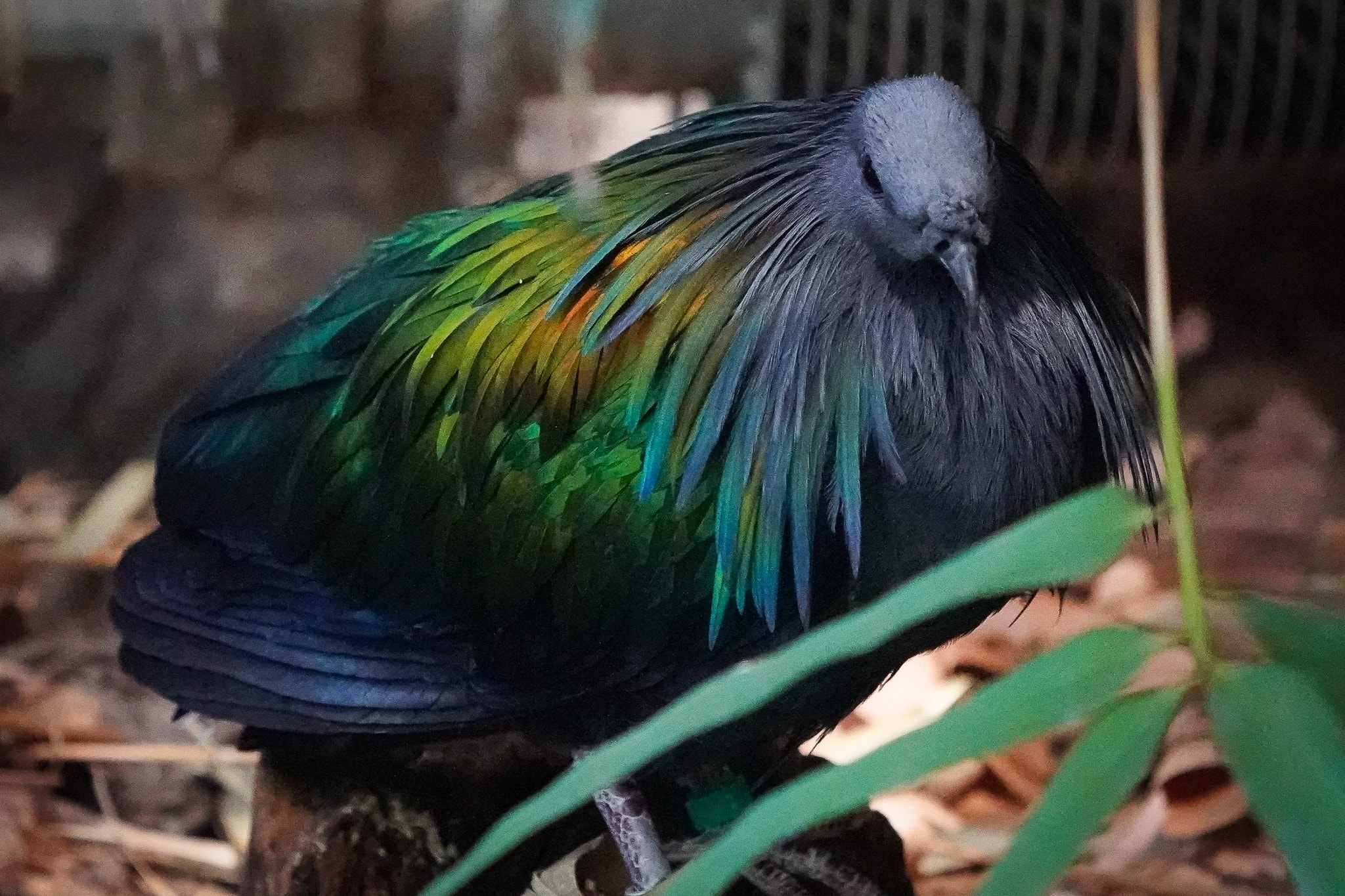 Nicobar Pigeon